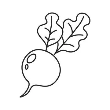 Beetroot vegetable with leaves icon in flat style. Beet plant vector illust.. Stock Illustration