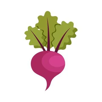 Beetroot vegetable with leaves icon in flat style. Beet plant vector illust.. Stock Illustration
