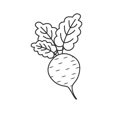 Beetroot vegetable with leaves icon in flat style. Beet plant vector illust.. Stock Illustration