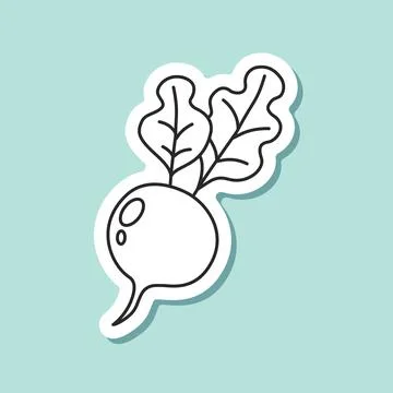Beetroot vegetable with leaves sticker icon in flat style. Beet plant vecto.. Stock Illustration