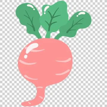 Beetroot vegetable root leaf pink green illustration food plant fresh healt.. Stock Illustration
