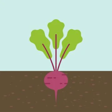 Beetroot, vegetable with root in soil texture, flat design Stock Illustration