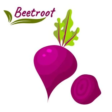 Beetroot vegetable vector illustration. Beet root with leaves and slice Illustrazione stock