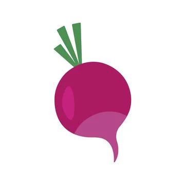 Beetroot vegetable vector illustration colored Stock Illustration