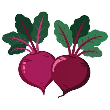 Beetroot Vegetable Vector Illustration Stock Illustration