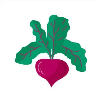 Beetroot vegetable vector illustration on white background. Organic root clip Stock Illustration