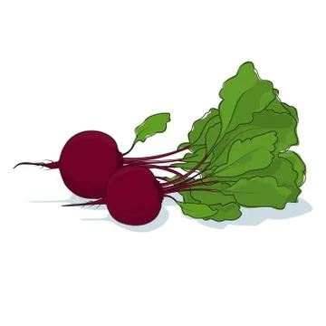 Beetroot Vegetable on White Background Stock Illustration