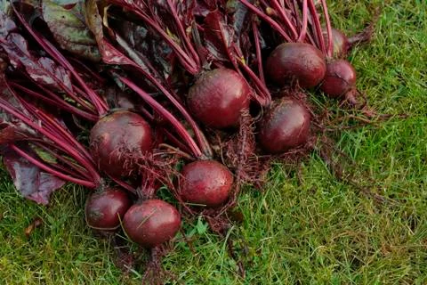 Beetroot vegetables bunch Stock Photos