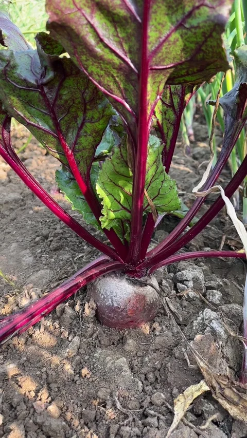 Beetroot with vibrant red stems and green leaves growing in the soil Stock Footage 328506178