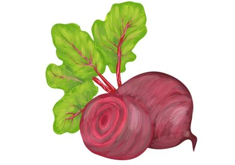 Beetroot on white background Stock Illustration