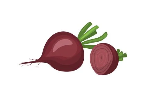 Beetroot whole and in a cut isolated on white background. vector illustration Illustrazione stock