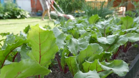Beetroots Plantation. On the background worker uses a lawn mower. Vegetables Stock Footage 159202353
