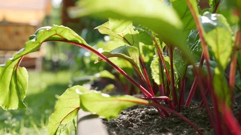 Beetroots Plantation. On the background worker uses a lawn mower. Vegetables Stock Footage 159202370