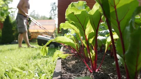 Beetroots Plantation. On the background worker uses a lawn mower. Vegetables Stock Footage 159402114