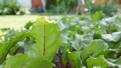 Beetroots Plantation. On the background worker uses a lawn mower. Vegetables Stock Footage 159780360