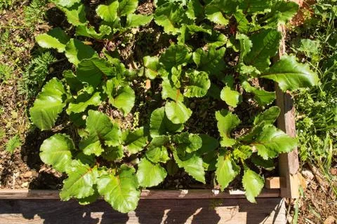 Beetroots in Raised Bed Stock Photos