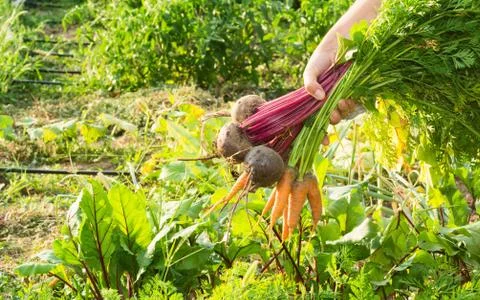 Beets and carrots Stock Photos