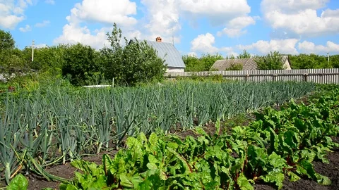 Beets and onions grow in vegetable garden in front of rural house Stock Footage 82532509