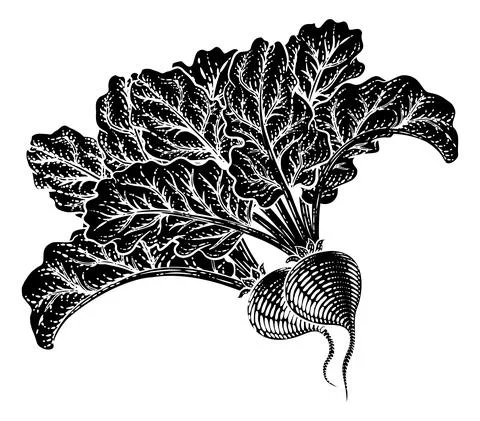Beets Beetroot Vegetable Woodcut Illustration Stock Illustration