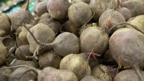Beets in a container in a supermarket, background. view from above. Stock Footage 115374970