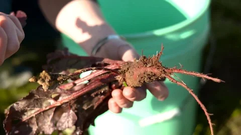 Beets Stock Footage 94960449