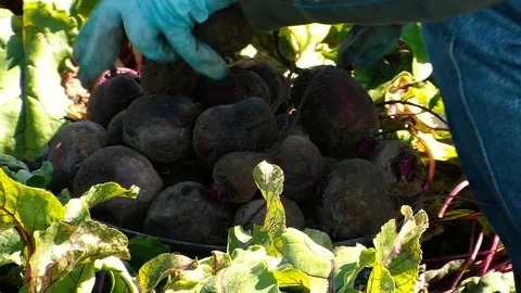 Beets Stock Footage 108554701