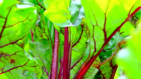 Beets Stock Footage 246801739