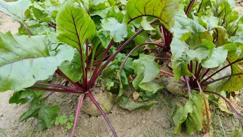 Beets in the garden 4K 30 FPS Stock Footage 285186292