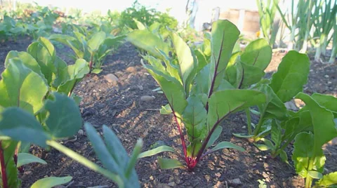 Beets in Garden Stock Footage 39409270