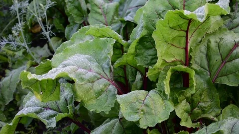 Beets in the garden Stock Footage 112923407