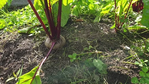Beets in the garden. Grow beets in the close-up Stock Footage 112239809