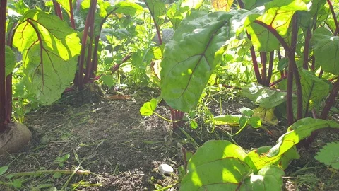 Beets in the garden. Grow beets in the close-up Stock Footage 112240374