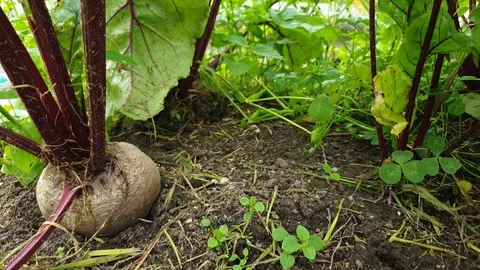 Beets in the garden. Growing beets. Stock Footage 112621018