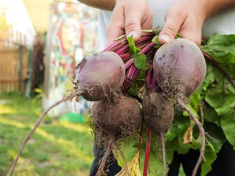 Beets from the garden in the hands of the farmer Stock Photos