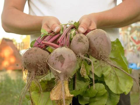 Beets from the garden in the hands of the farmer Stock Photos
