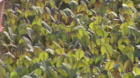 Beets in the greenhouse Stock-Footage 36977489
