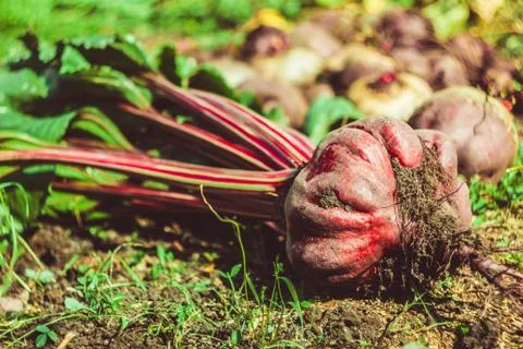 Beets on the ground Stock Photos