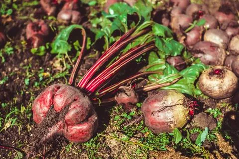 Beets on the ground Stock Photos
