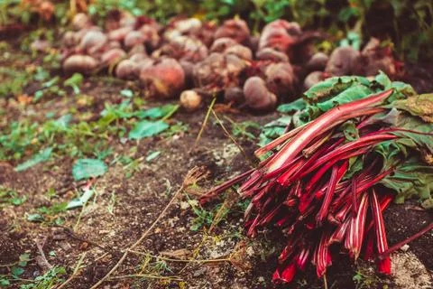 Beets on the ground Stock Photos