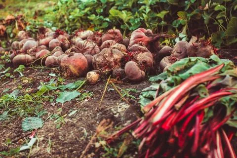 Beets on the ground Stock Photos