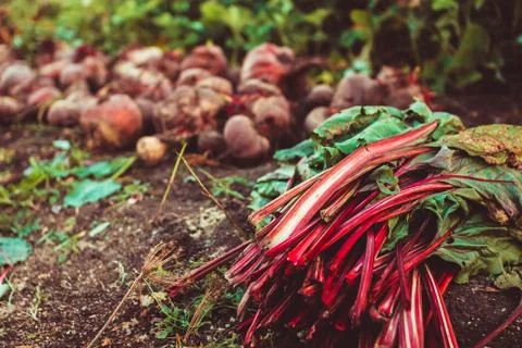 Beets on the ground Stock Photos