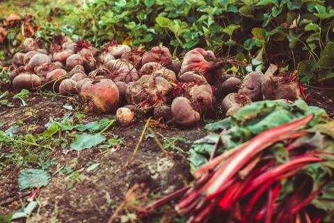 Beets on the ground 库存照片