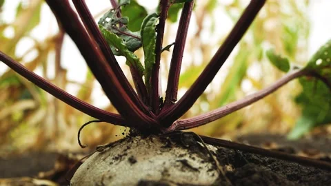 Beets grow in the garden. The root crop and leaves are visible. Panorama Stock Footage 247790317