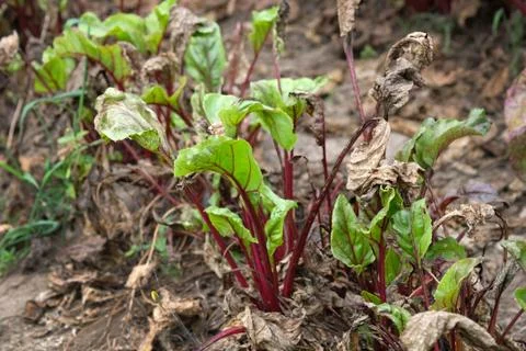 Beets grow on a personal plot. Beets with green and dry leaves in the garden. Stock Photos