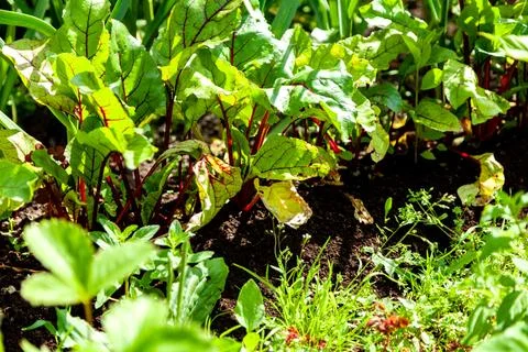 Beets Growing in the Garden Bed Photos