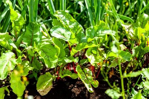 Beets Growing in the Garden Bed Foto stock