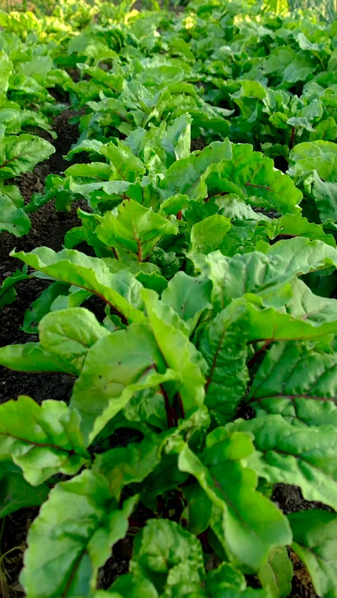 Beets growing in the garden. Selective focus. Stock Footage 318065830