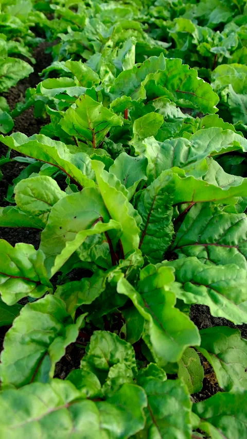 Beets growing in the garden. Selective focus. Stock Footage 318171429