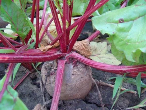 Beets Foto stock