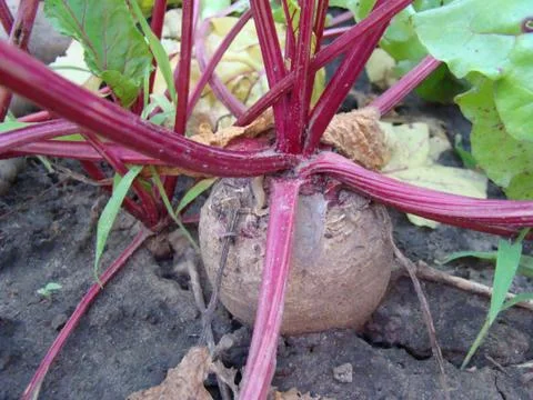 Beets 스톡 사진